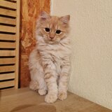 Vand pisicute portocalii persane